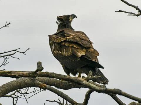 Juvenile bald eagle Stock Photos