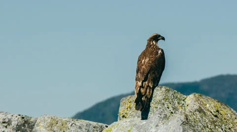 Juvenile Bald Eagle on the Rocks Stock Footage 39236938