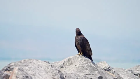 Juvenile bald eagle sitting on the rocks along Utah lake Stock Footage 339640166
