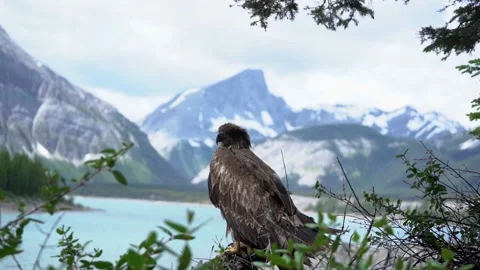Juvenile bald eagle standing on a branch with Banff National Park behind. Stock Footage 150118145