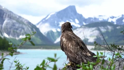 Juvenile bald eagle standing on a branch with Banff National Park behind. Stock Footage 150118149