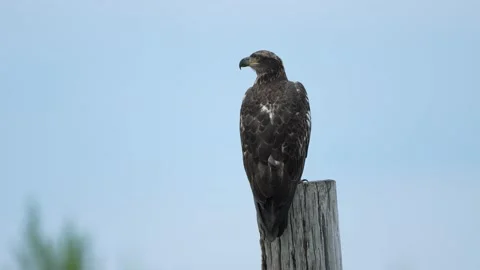 Juvenile Bald Eagle Standing on a Piling Stock Footage 163689999