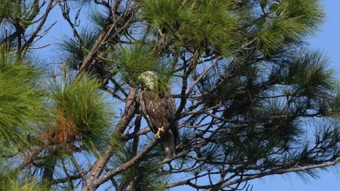 Juvenile bald eagle in a tree Stock Footage 166318556