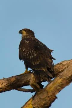 Juvenile bald eagle in tree Foto stock