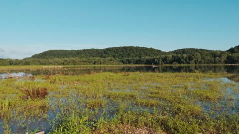 Juvenile Bald Eagle Wading Through Marsh Grass at Lake Eucha Stock Footage 335943916