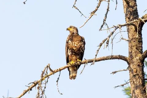 Juvenile bald eagle without white head sitting in tree Stock Photos