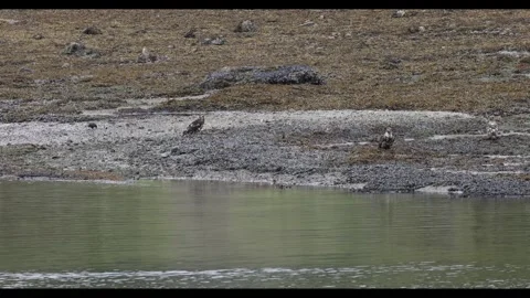 Juvenile Bald Eagles Resting on an Intertidal Flat Stock Footage 337515565