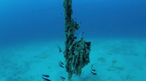 Juvenile banner fish 動画素材 22708479