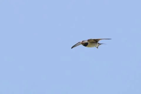 Juvenile barn swallow in flight Stock Photos