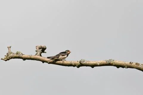 Juvenile Barn Swallow Stock Photos