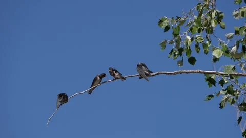 Juvenile Barn Swallows Perched on Arching Branch, Greece Stock Footage 344767716