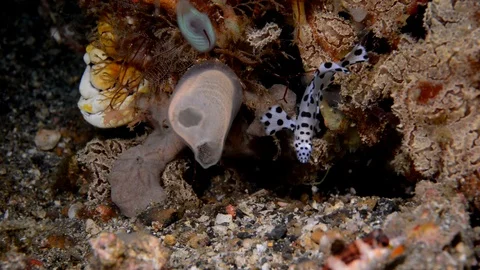 Juvenile Barramundi Cod Stock Footage 112236725