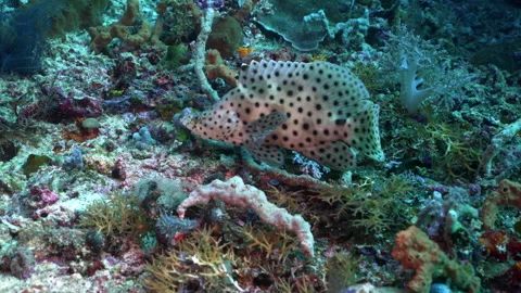 Juvenile barramundi cod over Raja Ampat coral reef Stock Footage 131070980