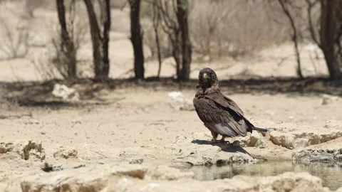 A juvenile bateleur eagle sitting on the ground next to a waterhole turning its Stock Footage 334275465