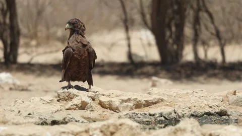 A juvenile bateleur eagle sitting on the ground next to a waterhole turning its Stock Footage 334996810