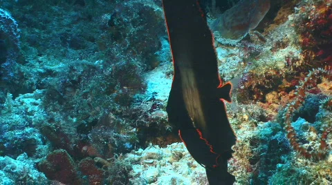 Juvenile Batfish Video stock 797136