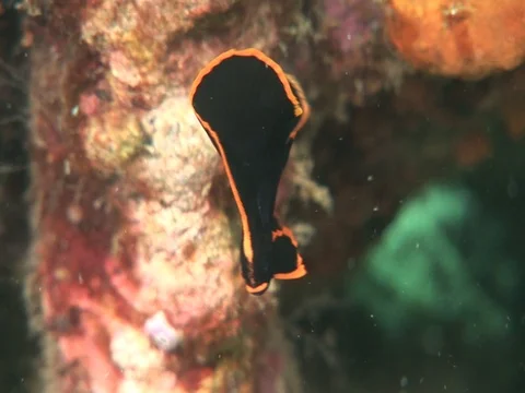 Juvenile Batfish Stock Footage 98669164