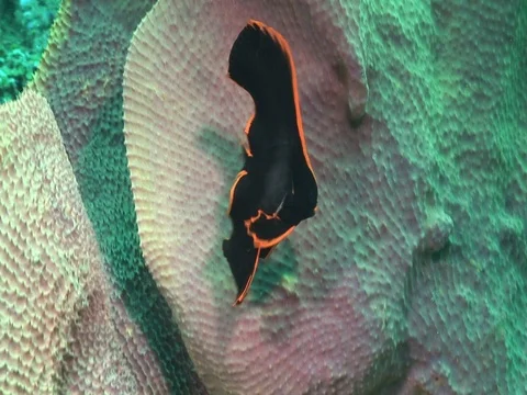 Juvenile Batfish Stock Footage 98669268