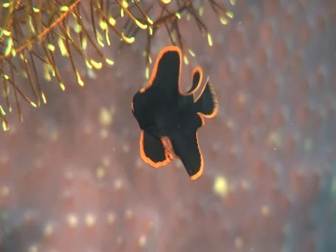 Juvenile Batfish Stock Footage 98669609