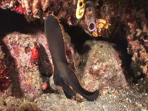 Juvenile Batfish Stock Footage 98669855