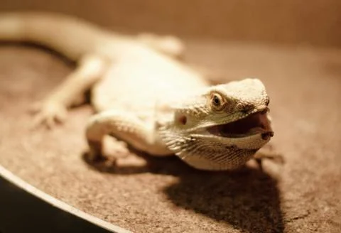 Juvenile bearded dragon looking up Stock Photos