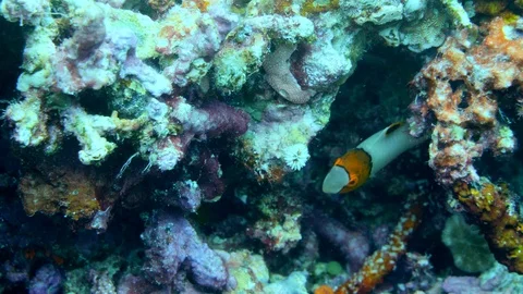 Juvenile bicolor parrotfish hiding between coral Stock Footage 112459079
