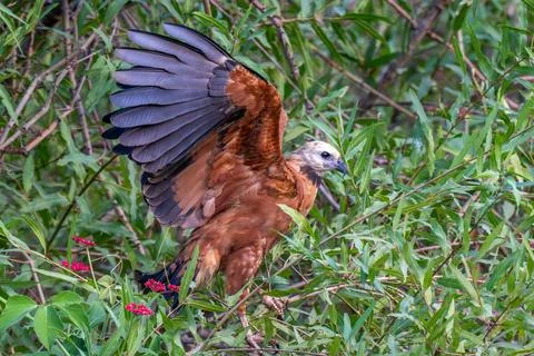Juvenile Black collared Hawk Stock Photos