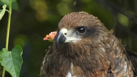 Juvenile of black kite Video stock 110735933