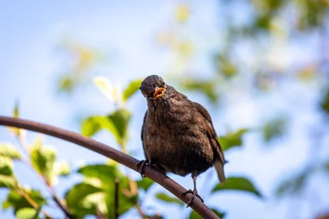 A Juvenile Blackbird Looking at the Camera Stock Photos