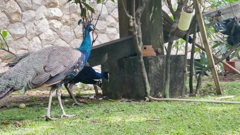 Juvenile Blue Peacock Foraging, Nature Environment, Wide Shot Vídeo Stock 334190866