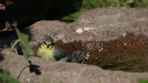 Juvenile blue tit bathing Stock Footage 244567075