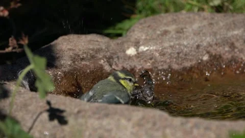 Juvenile blue tit bathing Stock Footage 244567082