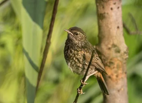 Juvenile Bluethroat Fledgling Perched in Garden Foliage, Nature Scene Stock Photos