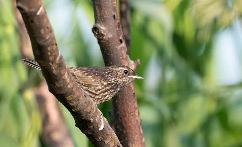 Juvenile Bluethroat Perched on Branch in Leafy Bokeh Stock Photos