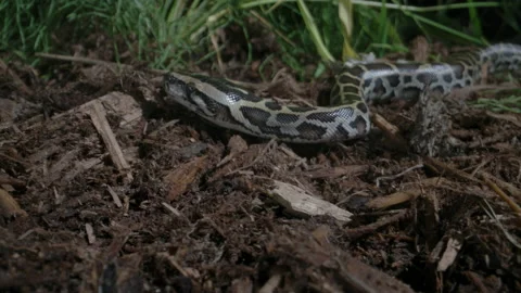 Juvenile burmese python slithering in the grass Stock Footage 155758130