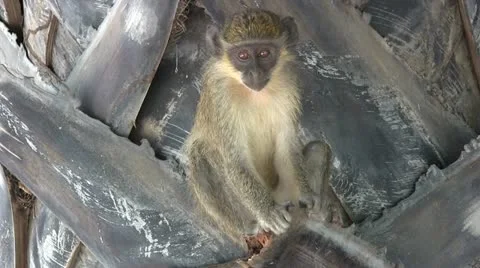 Juvenile Callithrix monkey or Green monkey. Stock-Footage 22319860