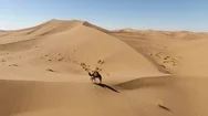 Juvenile Camel And His Mother In The Moroccan Desert, Seen By Drone Stock Footage