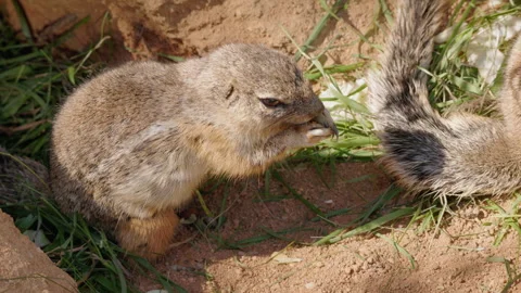 Juvenile Cape Ground Squirrel Sniffing Another Squirrel's Tail Stock Footage 344042761