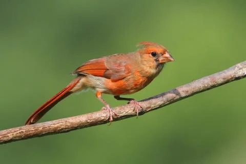 Juvenile cardinal in a tree Stock Photos