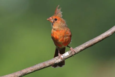 Juvenile cardinal in a tree Stock Photos