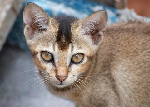 The juvenile cat looking at the camera. Stock Photos