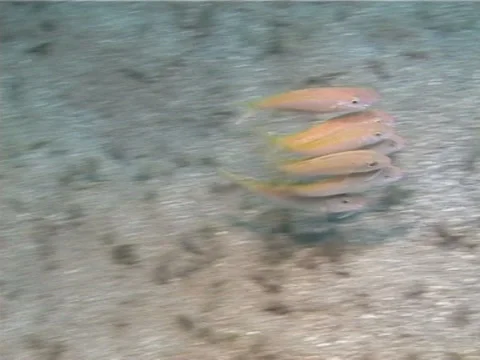Juvenile Cinnabar goatfish feeding, Parupeneus heptacanthus, UP13773 Stock Footage