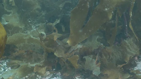 Juvenile cod in kelp forest Stock Footage 136530538