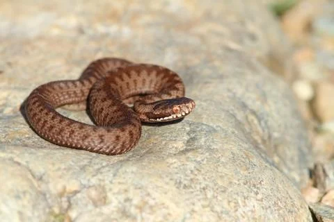 Juvenile common adder ( Vipera berus ) basking on a stone Stock Photos