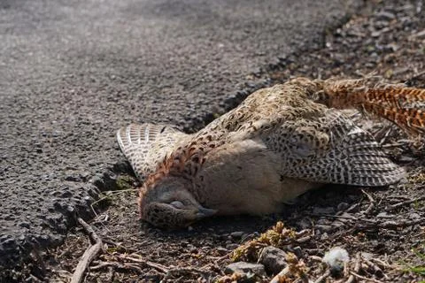 A juvenile common buzzard lying dead by the side of a road after being hit by Stock Photos
