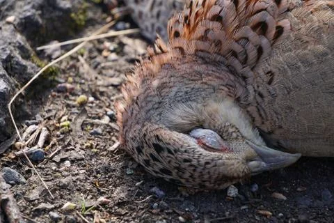 A juvenile common buzzard lying dead by the side of a road after being hit by Stock Photos