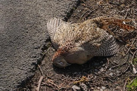 A juvenile common buzzard lying dead by the side of a road after being hit by Stock Photos
