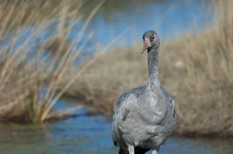 Juvenile common crane. Stock Photos
