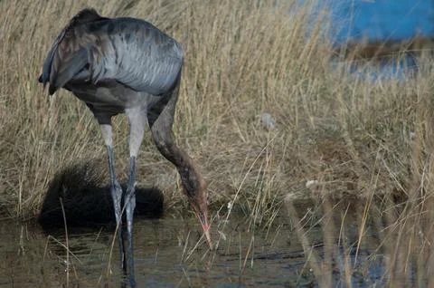 Juvenile common crane. Stock Photos