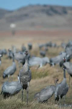 Juvenile common crane. Stock Photos